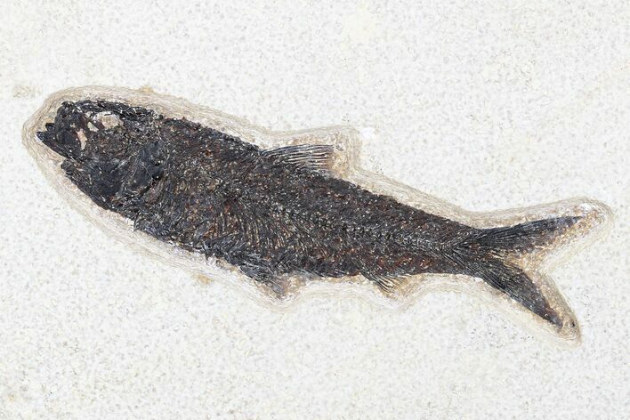 Fossil Fish (Knightia) - Green River Formation #179276